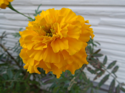 f:id:miyuki1967:20121115081946j:image