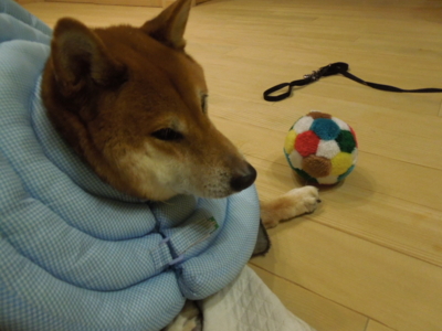 f:id:miyuki1967:20121115211546j:image