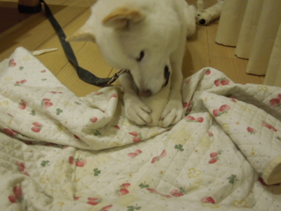 f:id:miyuki1967:20121115213020j:image