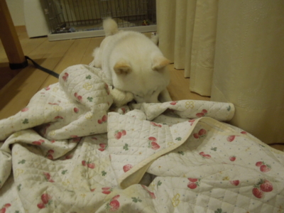 f:id:miyuki1967:20121115213142j:image