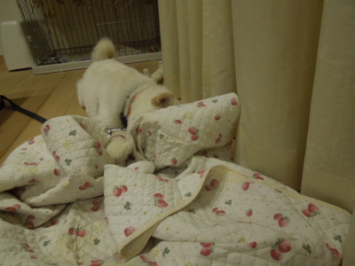 f:id:miyuki1967:20121115213150j:image