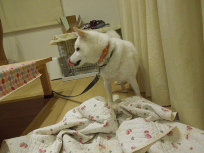 f:id:miyuki1967:20121115213219j:image