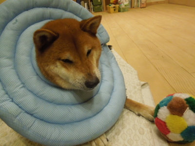 f:id:miyuki1967:20121115213250j:image