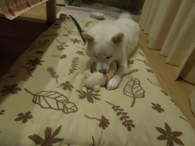 f:id:miyuki1967:20121121214617j:image