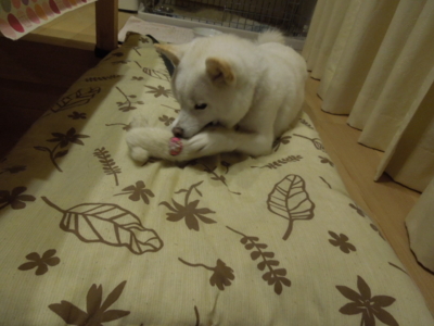 f:id:miyuki1967:20121121214618j:image