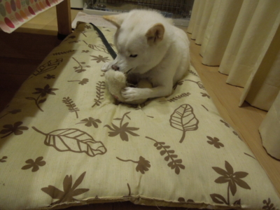 f:id:miyuki1967:20121121214629j:image