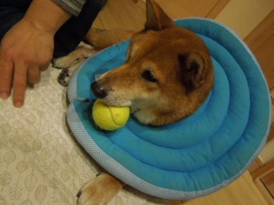 f:id:miyuki1967:20121122093946j:image