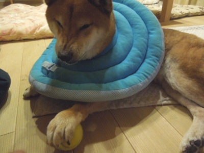 f:id:miyuki1967:20121122093950j:image