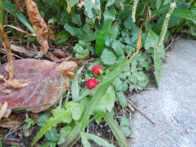 f:id:miyuki1967:20121129070458j:image