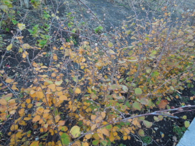 f:id:miyuki1967:20121206065922j:image