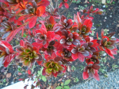 f:id:miyuki1967:20121206070048j:image