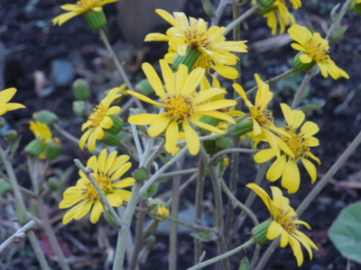 f:id:miyuki1967:20121206070140j:image