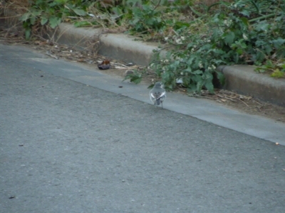 f:id:miyuki1967:20121207064637j:image