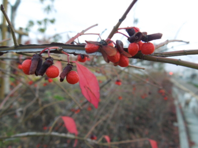 f:id:miyuki1967:20121207065436j:image