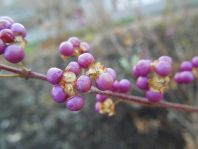 f:id:miyuki1967:20121207065645j:image