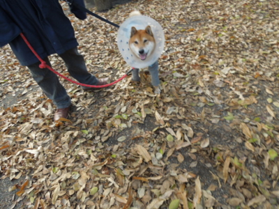 f:id:miyuki1967:20121209124032j:image