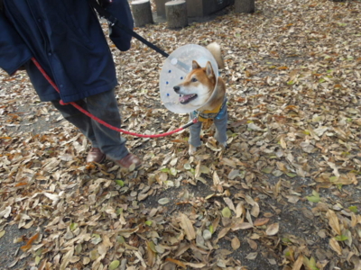 f:id:miyuki1967:20121209124033j:image