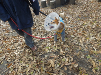 f:id:miyuki1967:20121209124034j:image