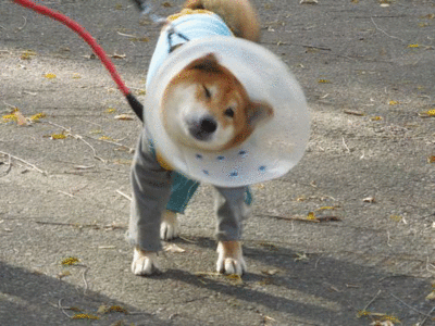 f:id:miyuki1967:20121212101918g:image