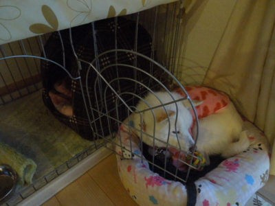 f:id:miyuki1967:20121219075354j:image f:id:miyuki1967:20121219075354j:image