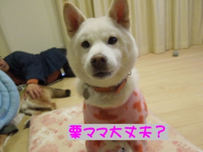 f:id:miyuki1967:20121227160850j:image