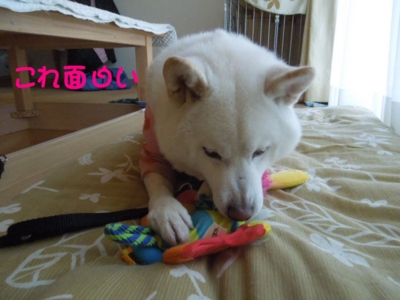 f:id:miyuki1967:20130225105321j:image