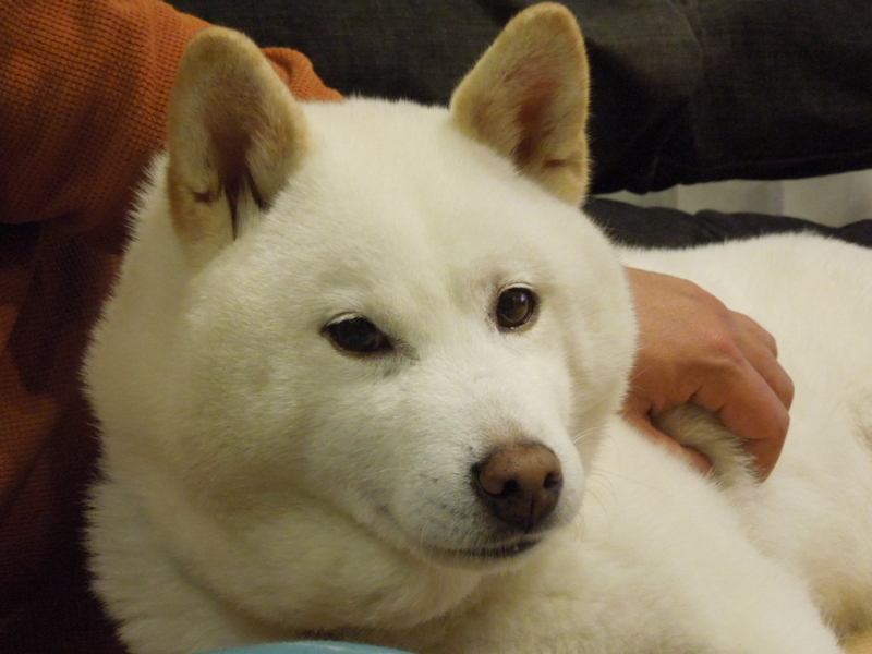 f:id:miyuki1967:20130407202535j:image