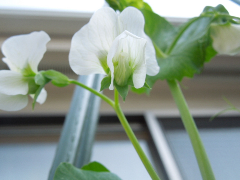 f:id:miyuki1967:20130415080926j:image:w400