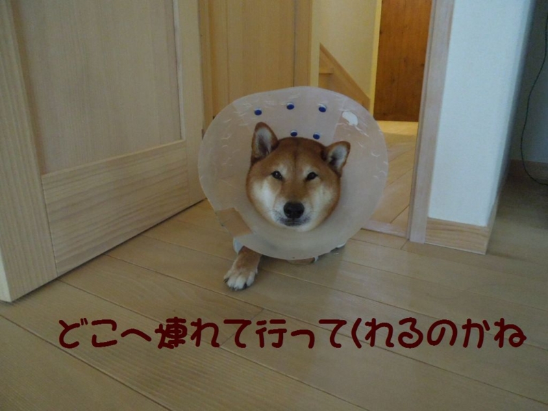 f:id:miyuki1967:20130416074816j:image:w400