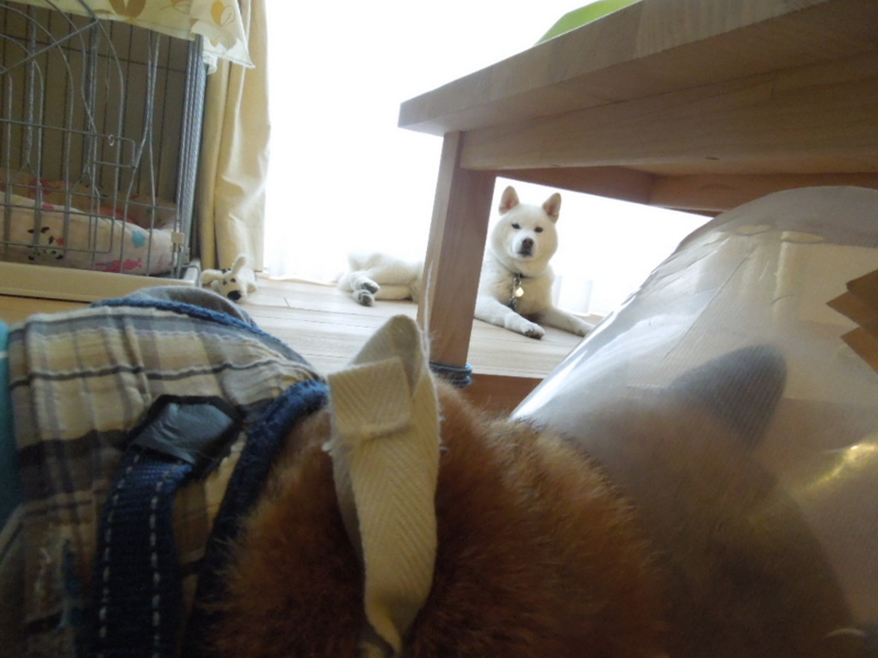 f:id:miyuki1967:20130416075834j:image:w400