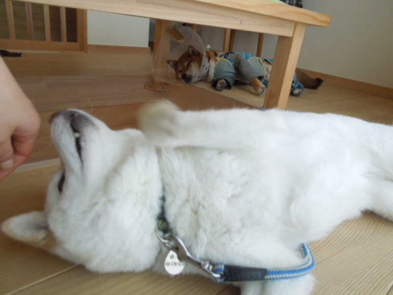 f:id:miyuki1967:20130416075913j:image:w400