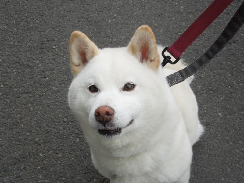 f:id:miyuki1967:20130417065516j:image:w400 f:id:miyuki1967:20130417065516j:image:w400