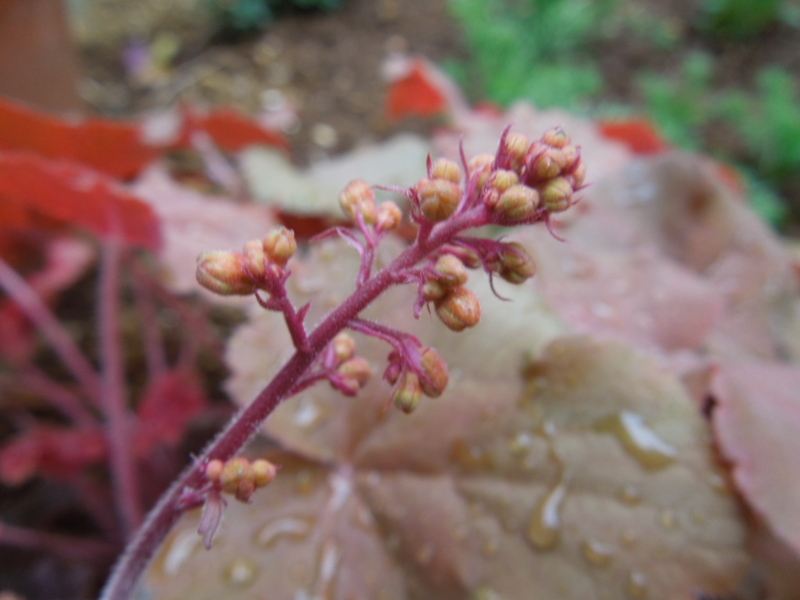 f:id:miyuki1967:20130417082254j:image:w400