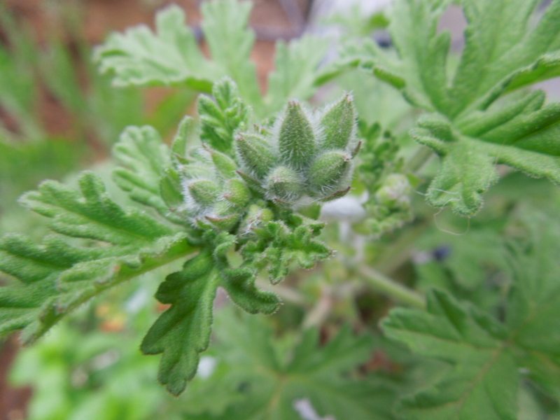 f:id:miyuki1967:20130417082413j:image:w400