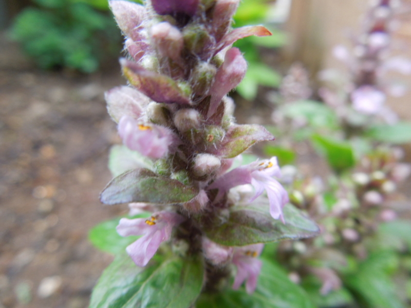 f:id:miyuki1967:20130417082451j:image:w400