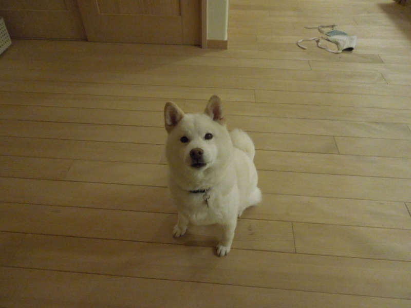 f:id:miyuki1967:20130425212334j:image:w400 f:id:miyuki1967:20130425212334j:image:w400