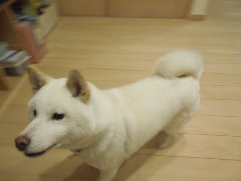 f:id:miyuki1967:20130425212340j:image:w400 f:id:miyuki1967:20130425212340j:image:w400