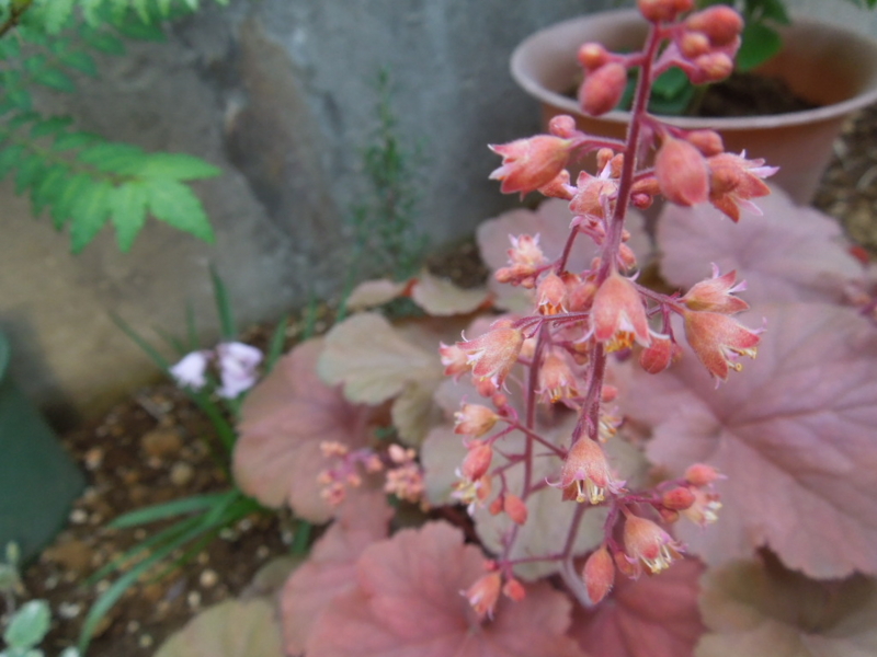 f:id:miyuki1967:20130426082436j:image:w400 f:id:miyuki1967:20130426082436j:image:w400
