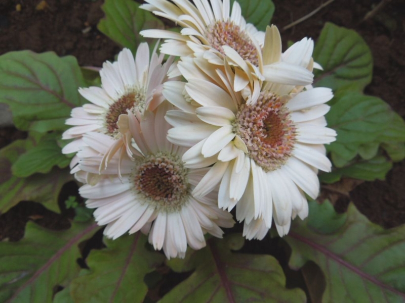 f:id:miyuki1967:20130426114803j:image:w400 f:id:miyuki1967:20130426114803j:image:w400
