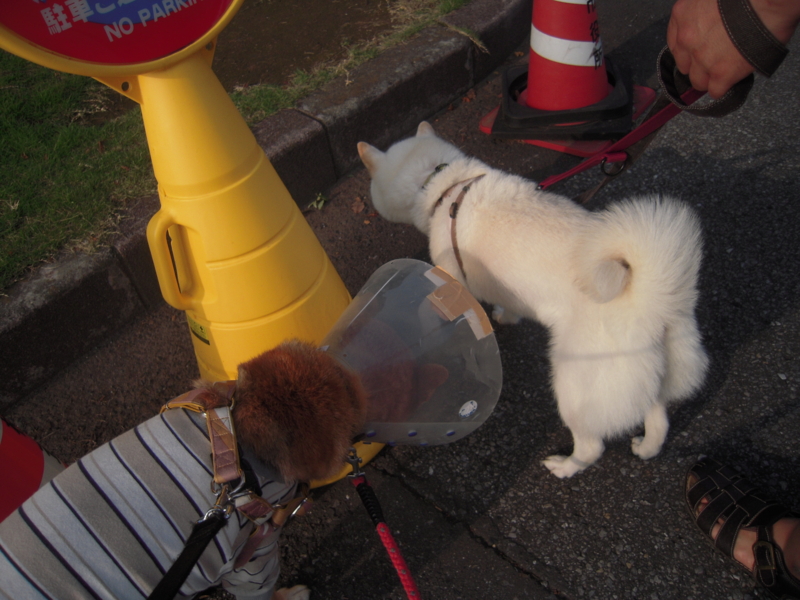 f:id:miyuki1967:20130727065520j:image:w400