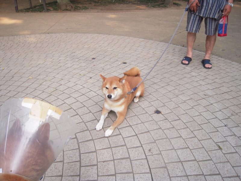 f:id:miyuki1967:20130727070121j:image:w400
