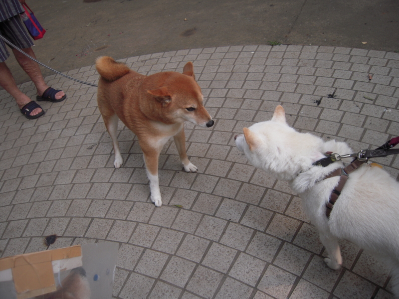 f:id:miyuki1967:20130727070146j:image:w400