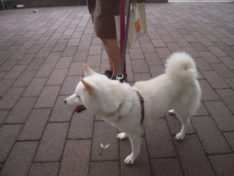 f:id:miyuki1967:20130727070957j:image:w400