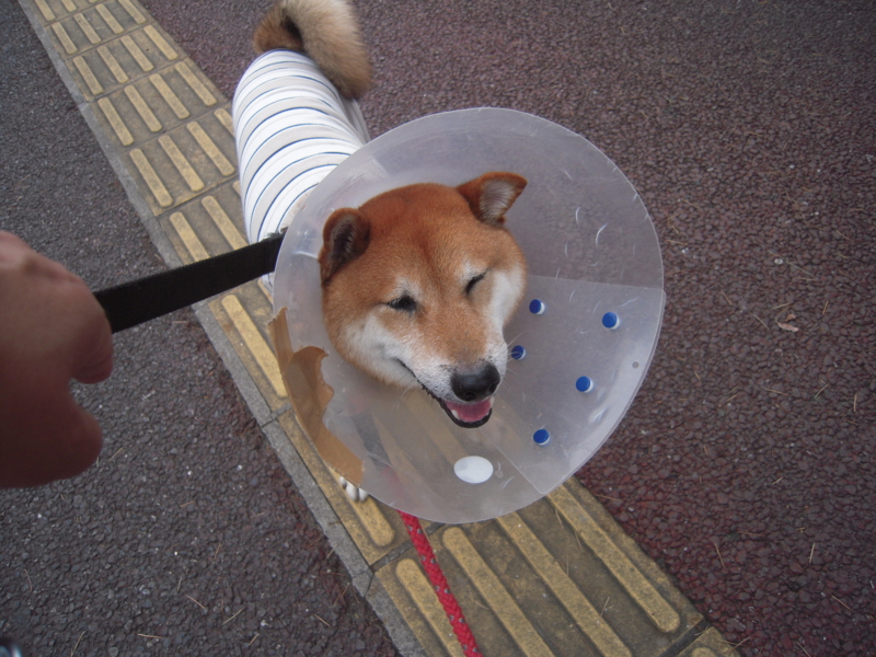 f:id:miyuki1967:20130727071306j:image:w400