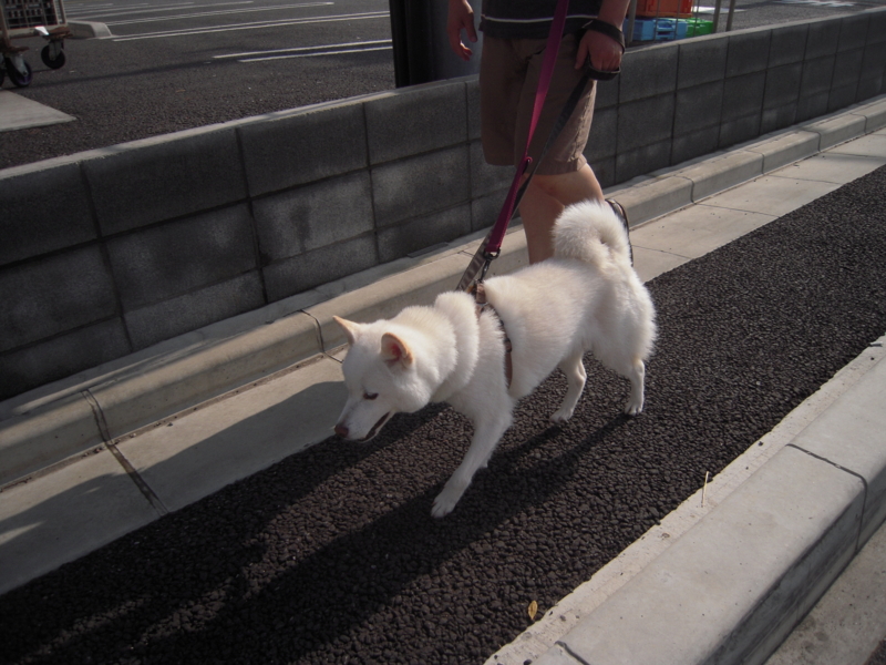 f:id:miyuki1967:20130728073619j:image:w400