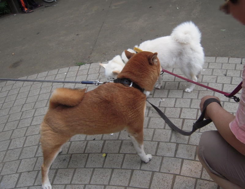 f:id:miyuki1967:20130729102845j:image:w400