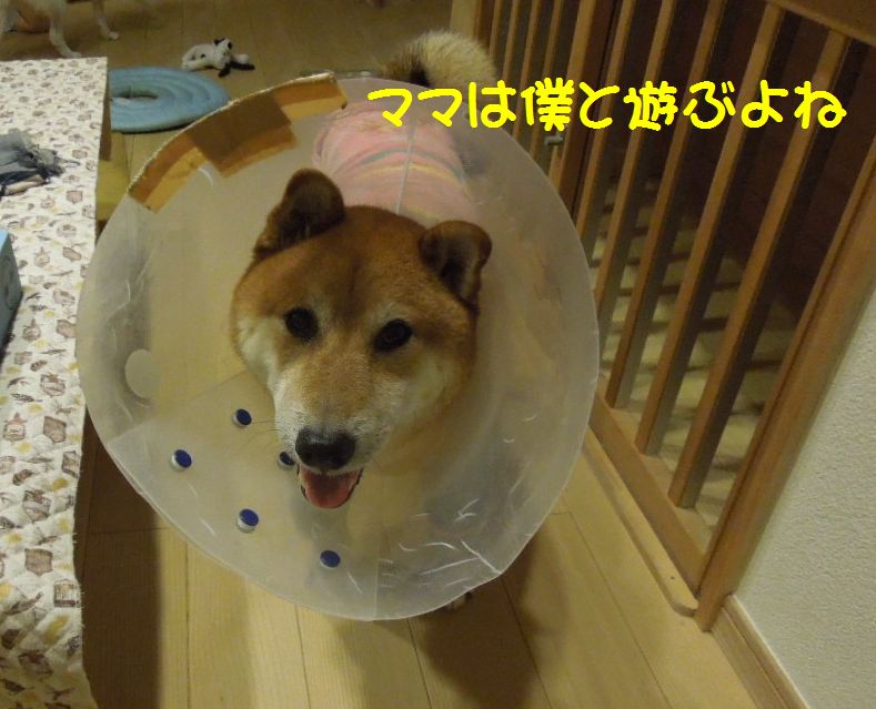f:id:miyuki1967:20130911103823j:image:w400