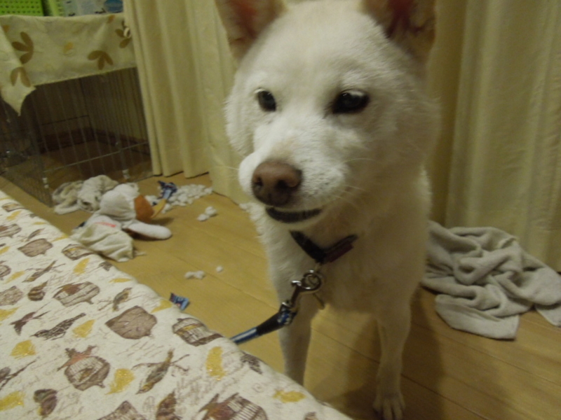 f:id:miyuki1967:20131003215251j:image:w400 f:id:miyuki1967:20131003215251j:image:w400
