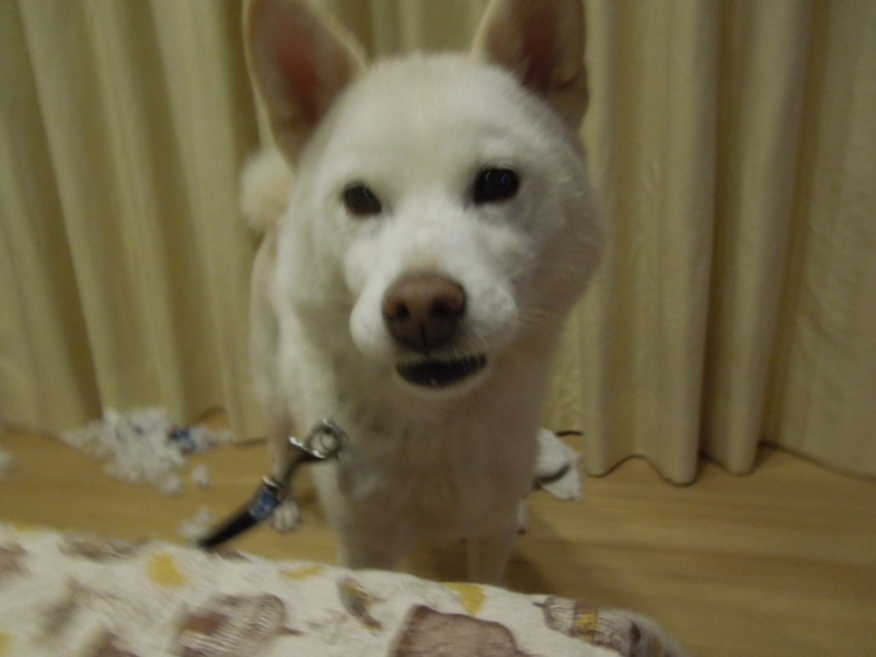 f:id:miyuki1967:20131003215257j:image:w400 f:id:miyuki1967:20131003215257j:image:w400