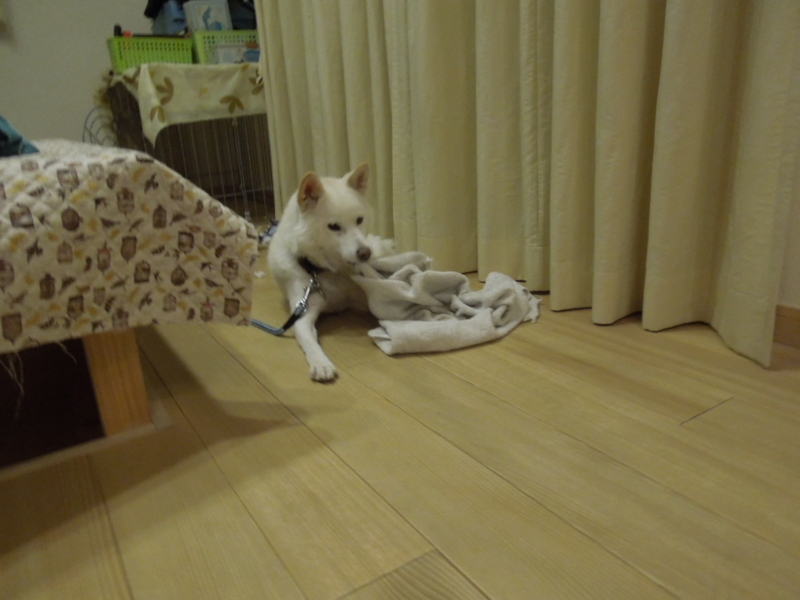 f:id:miyuki1967:20131003215543j:image:w400 f:id:miyuki1967:20131003215543j:image:w400